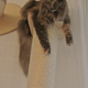 Image for article titled This wall furniture is the coolest thing your cat will see all day